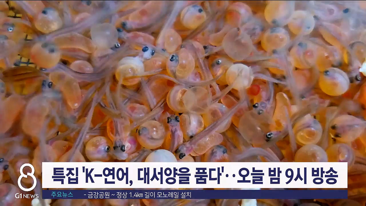특집 'K-연어, 대서양을 품다', 오늘밤 9시 방송