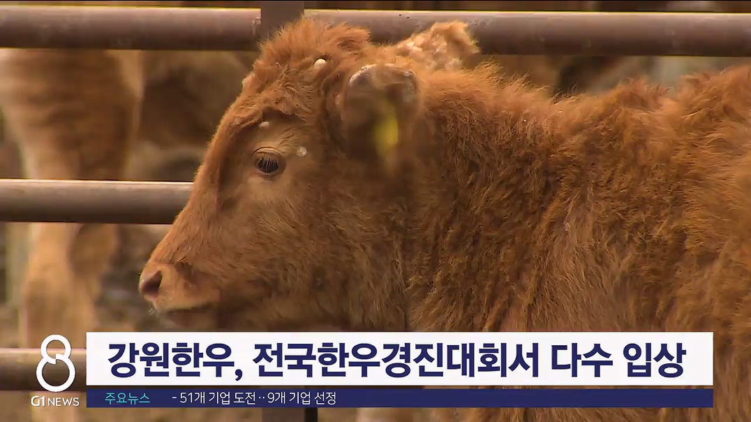 강원한우, 전국한우경진대회서 다수 입상