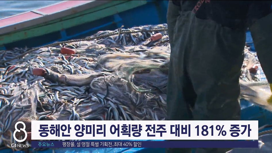 동해안 양미리 전주대비 181% 증가