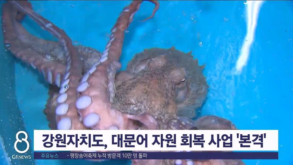 강원자치도, 대문어 자원 회복 사업 '본격'