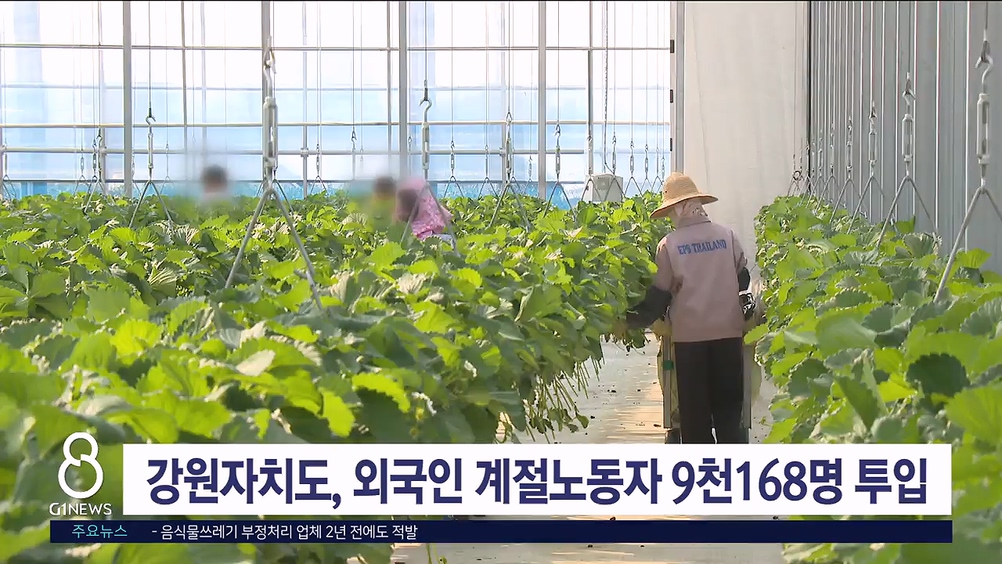 강원자치도, 외국인 계절노동자 9천168명 투입