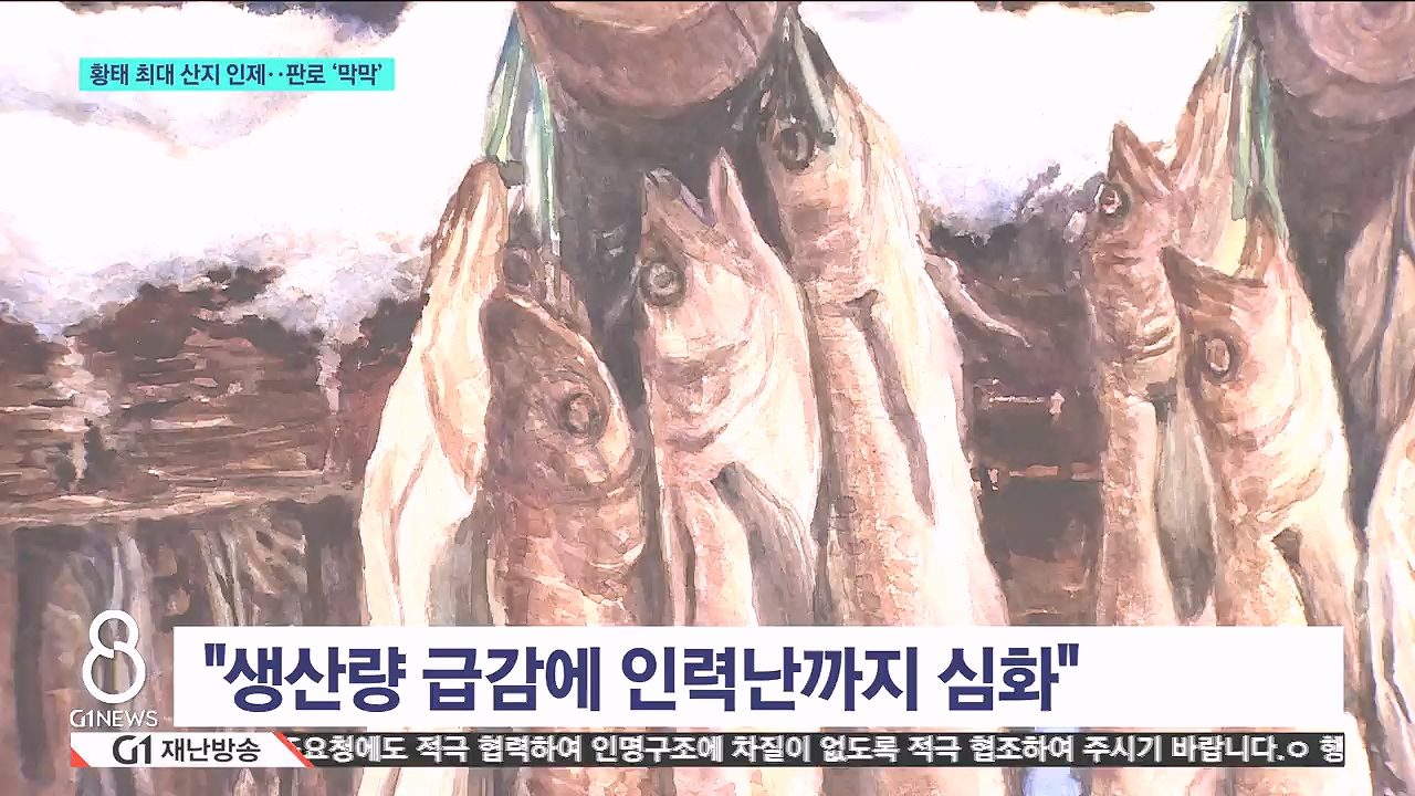 황태 최대 산지 인제..판로 '막막' 