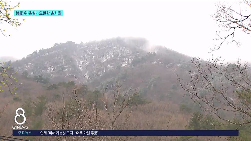 봄꽃 위 춘설..요란한 춘사월 