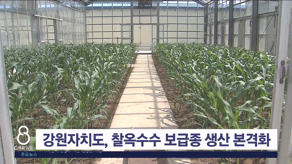 강원자치도, 찰옥수수 보급종 생산 본격화