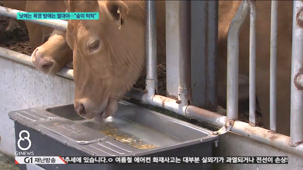 낮에는 폭염 밤에는 열대야.."숨이 턱턱" 