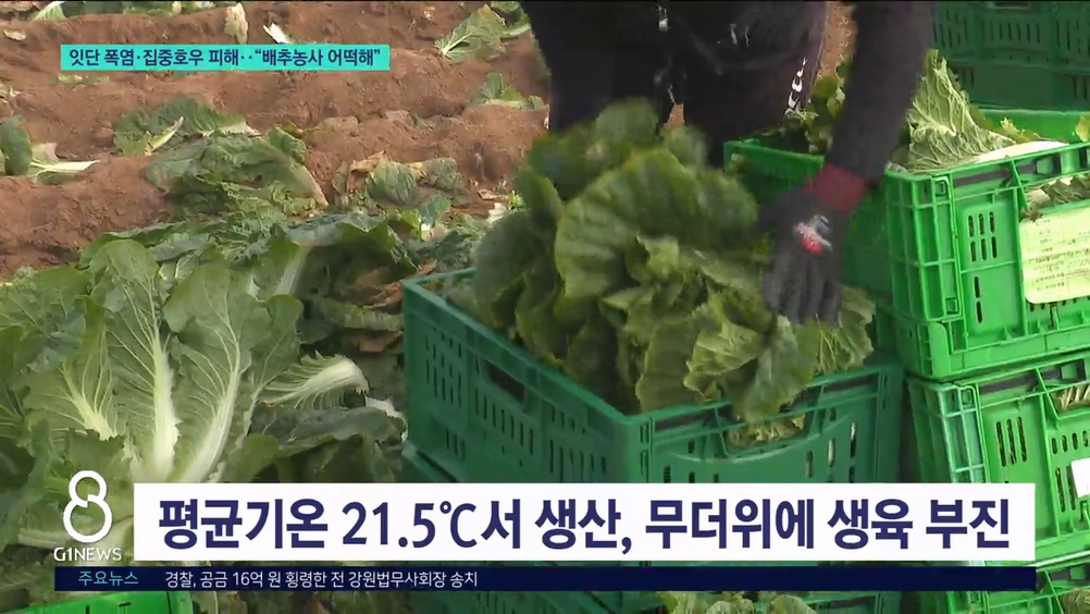 잇단 폭염·집중호우 피해..“배추농사 어떡해” 