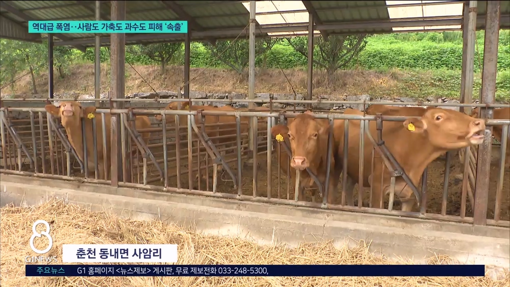 역대급 폭염..사람도 가축도 과수도 피해 '속출 