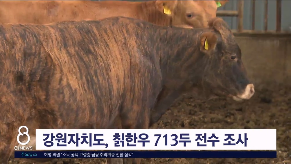 강원자치도, 칡한우 713두 전수 조사
