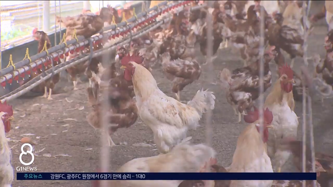 8월말인데..축산농가 폭염과 사투 