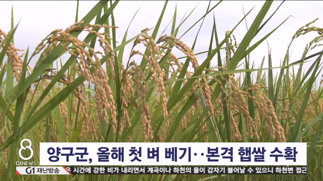 양구군, 올해 첫 벼 베기..본격 햅쌀 수확