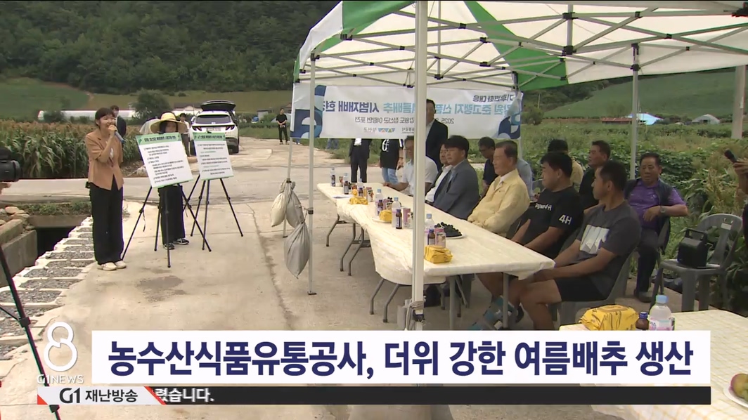 농수산식품유통공사, 더위 강한 여름배추 생산