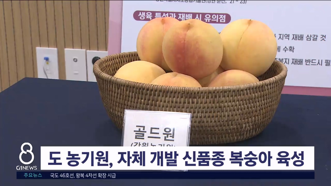 도 농기원, 자체 개발 신품종 복숭아 육성