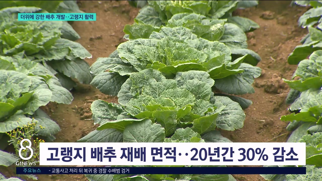 더위에 강한 배추 개발..고랭지 활력 