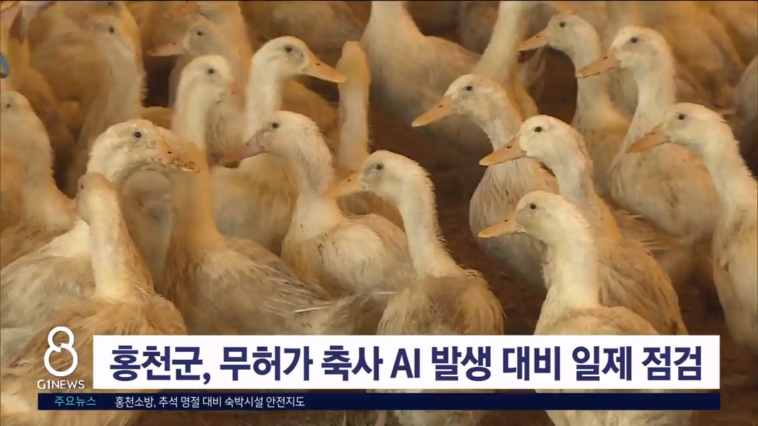 홍천군, 무허가 축사 AI 발생 대비 일제 점검