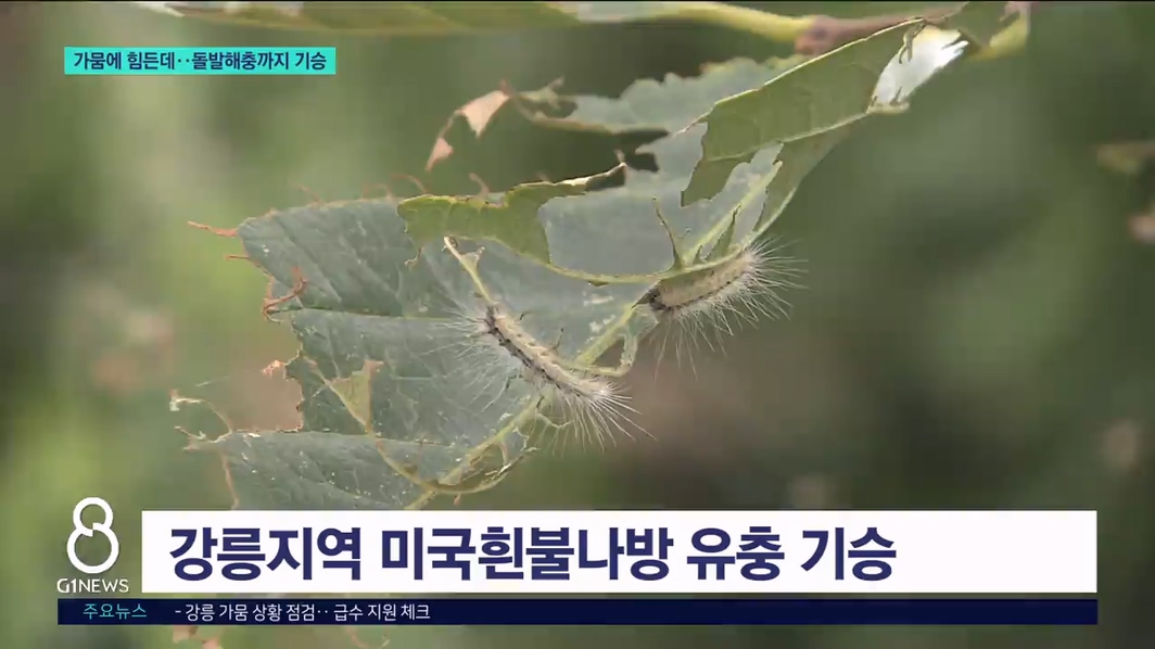 가뭄에 힘든데..돌발 해충까지 기승 