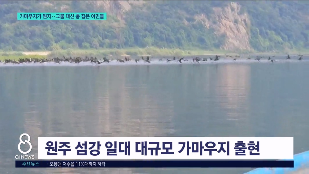 가마우지가 뭔지..그물 대신 총 잡은 어민들 