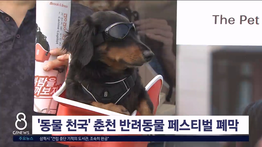 '동물 천국' 춘천 반려동물 페스티벌 폐막