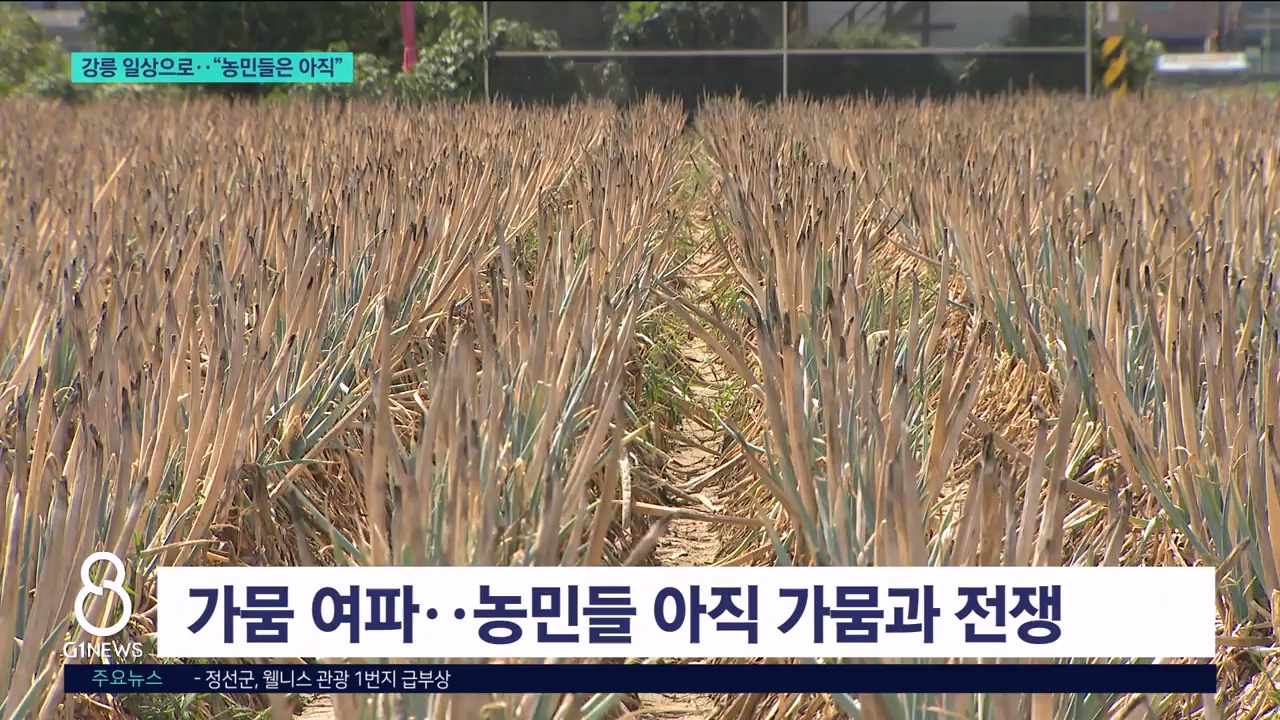 강릉 일상으로.."농민들은 아직" 