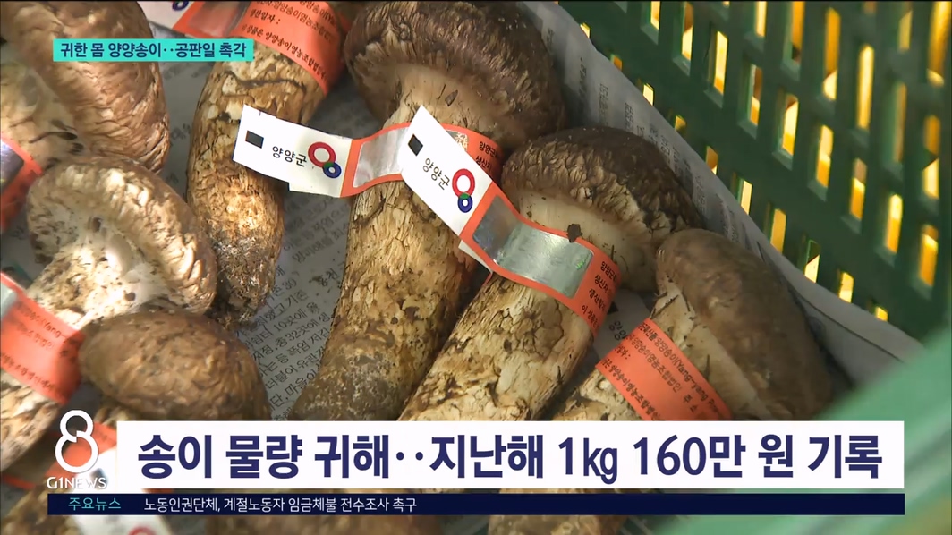 귀한몸 양양송이..공판일 촉각 