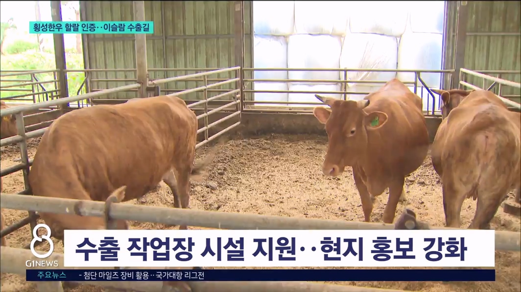 횡성한우 할랄 인증..이슬람 수출길 