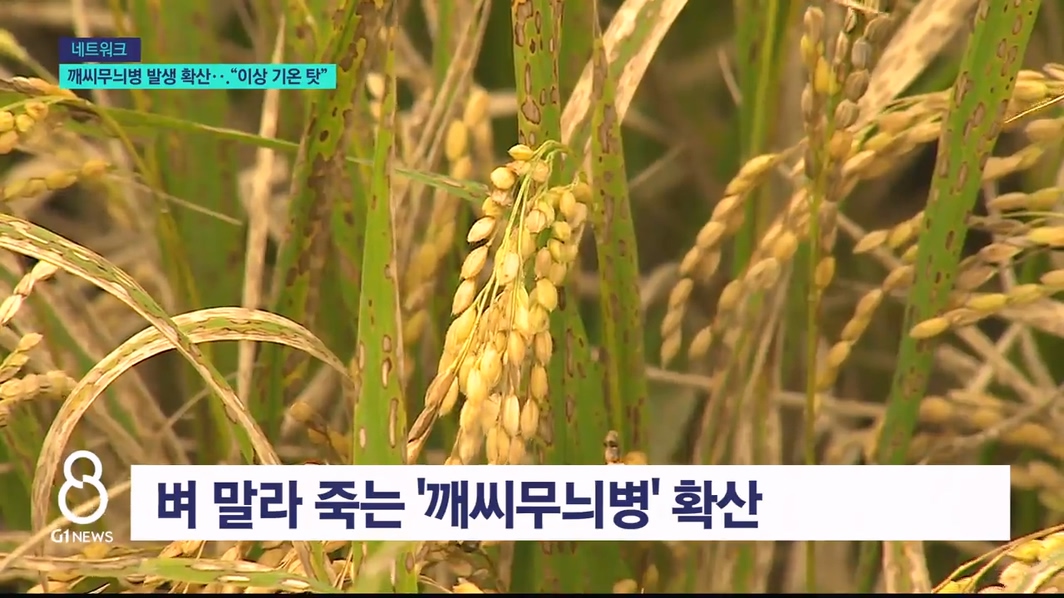 깨씨무늬병 발생 확산.."이상 기온 탓" 