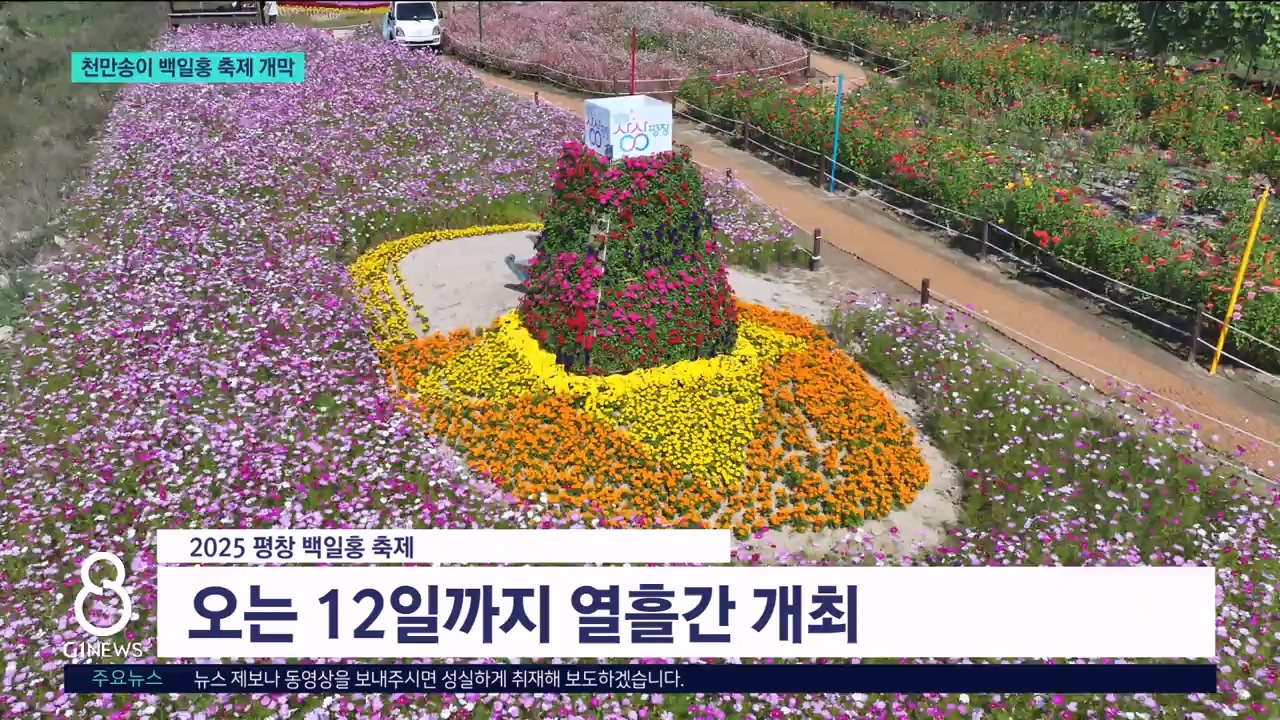 천만송이 백일홍 축제 개막 