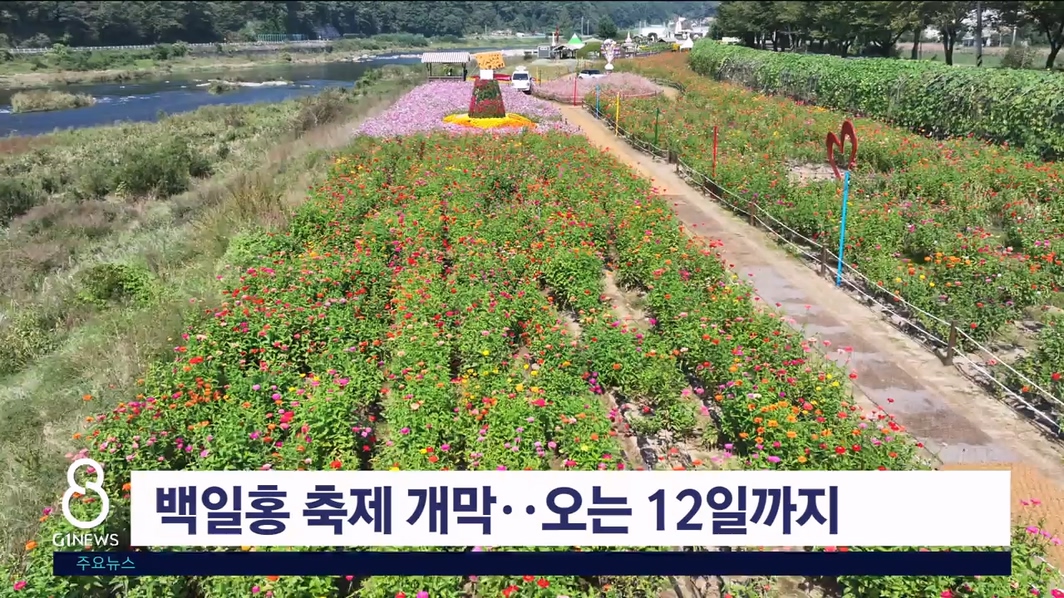 평창 백일홍 축제 개막.. 오는 12일까지