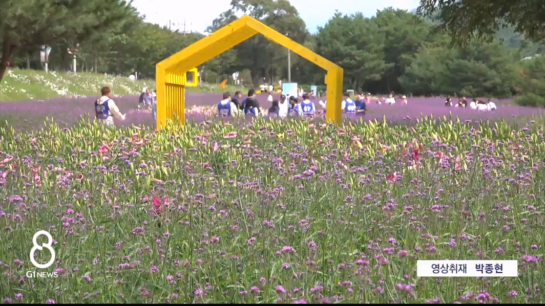 연휴엔 꽃길만 걷자..인제 가을꽃 '인기'  