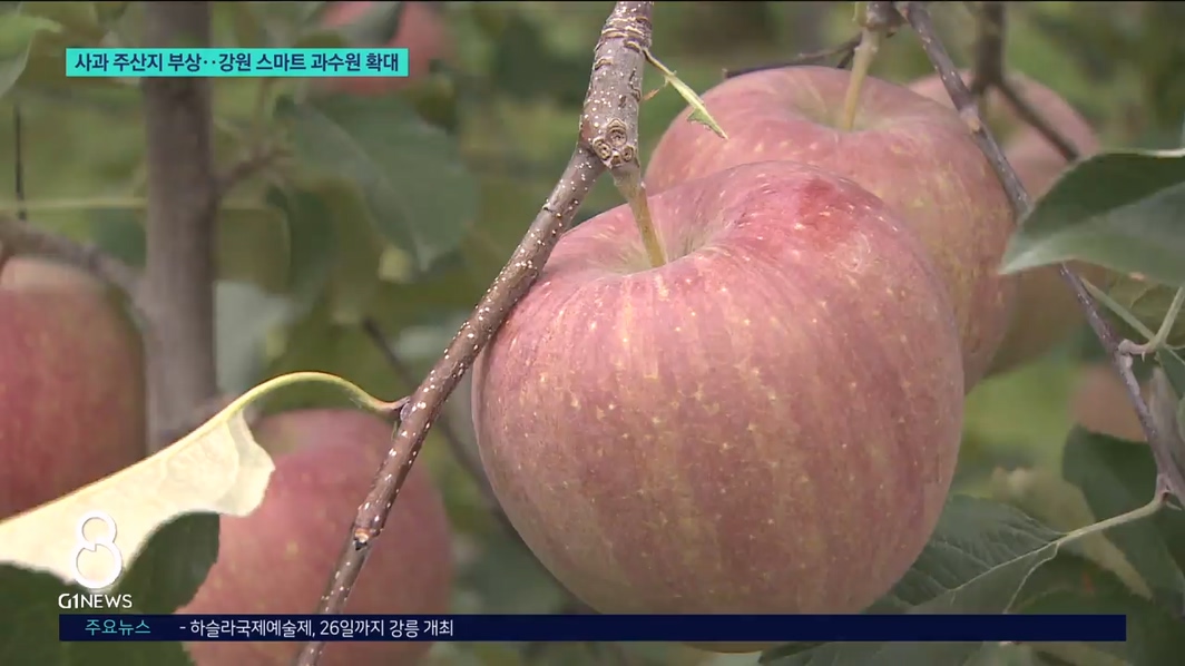 사과 주산지 부상..강원 스마트 과수원 확대 