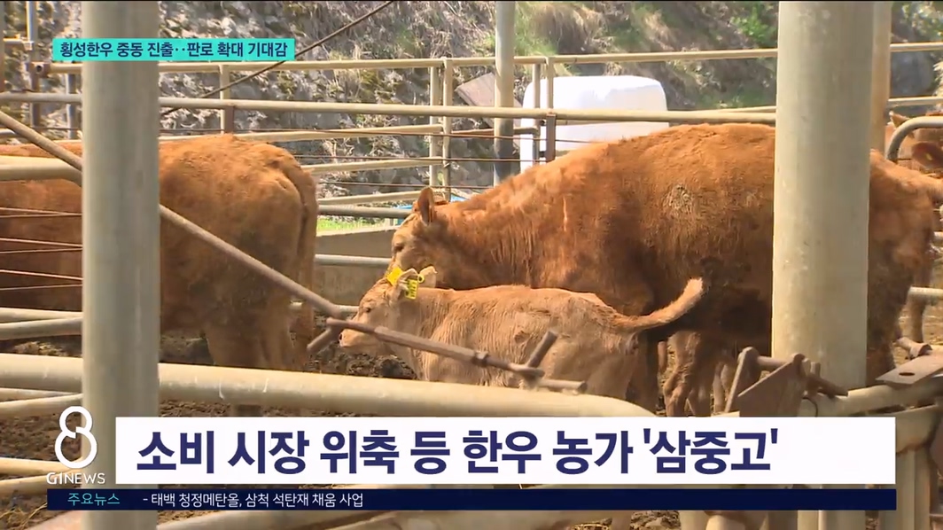 횡성한우 중동 진출..판로 확대 기대감 