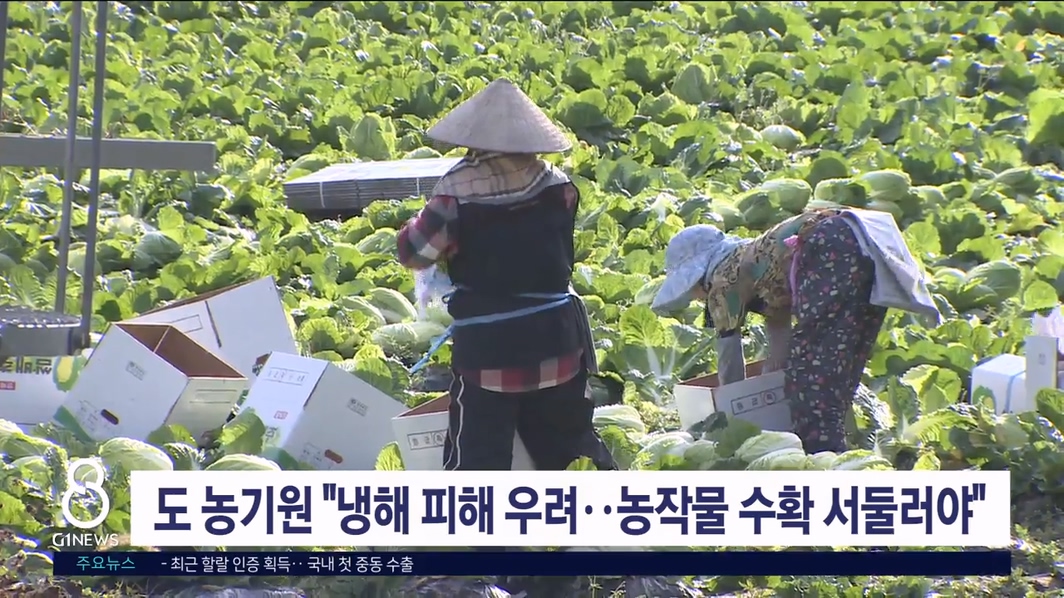 도 농기원 "냉해 피해 우려..농작물 수확 서둘러야"