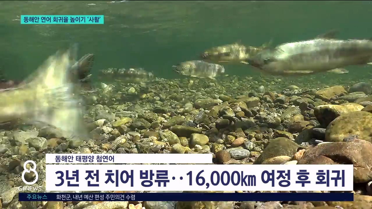 동해안 연어 회귀율 높이기 사활 
