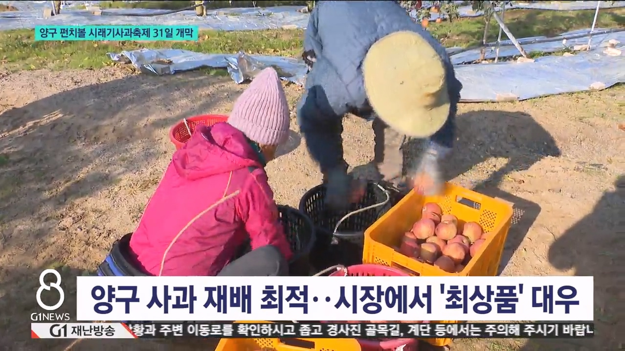 양구 펀치볼 시래기 사과 축제 개막 