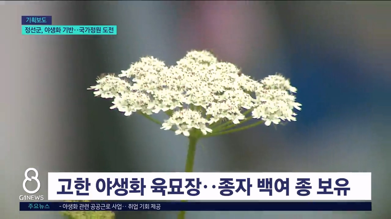 <기획>정선군, 야생화 기반..국가정원 도전  