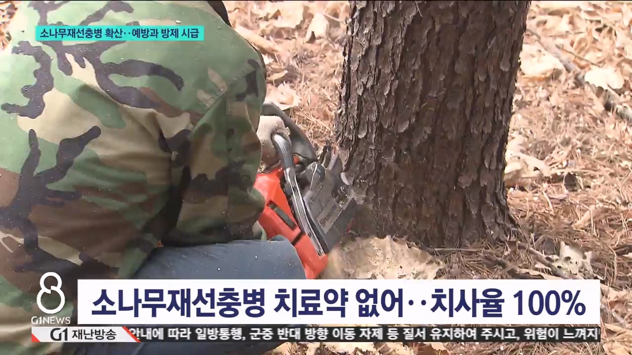 소나무재선충병 확산..예방과 방제 시급 