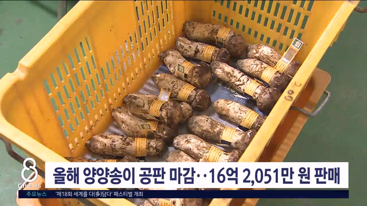 올해 양양송이공판 마감, 16억 2,051만 원 판매
