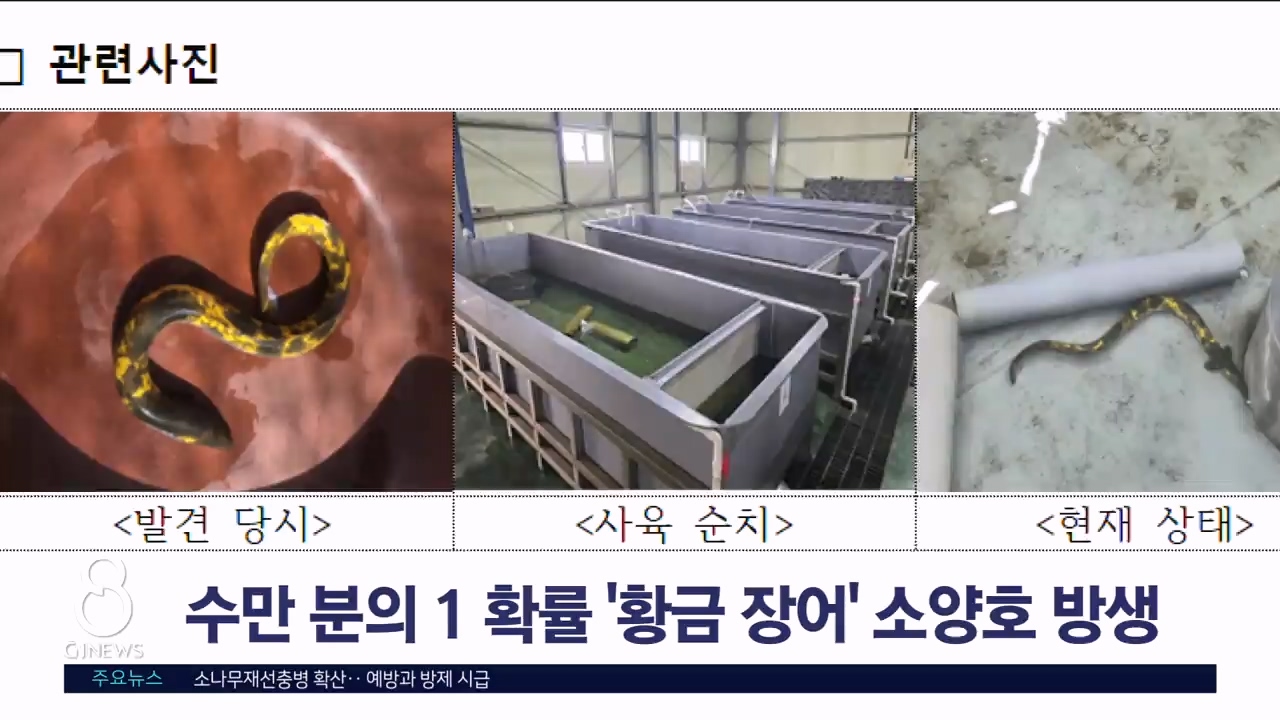 수만분의 1 확률 '황금 장어', 소양호 방생