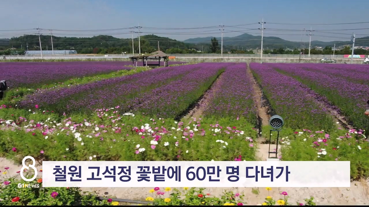 철원 고석정 꽃밭에 60만 명 다녀가
