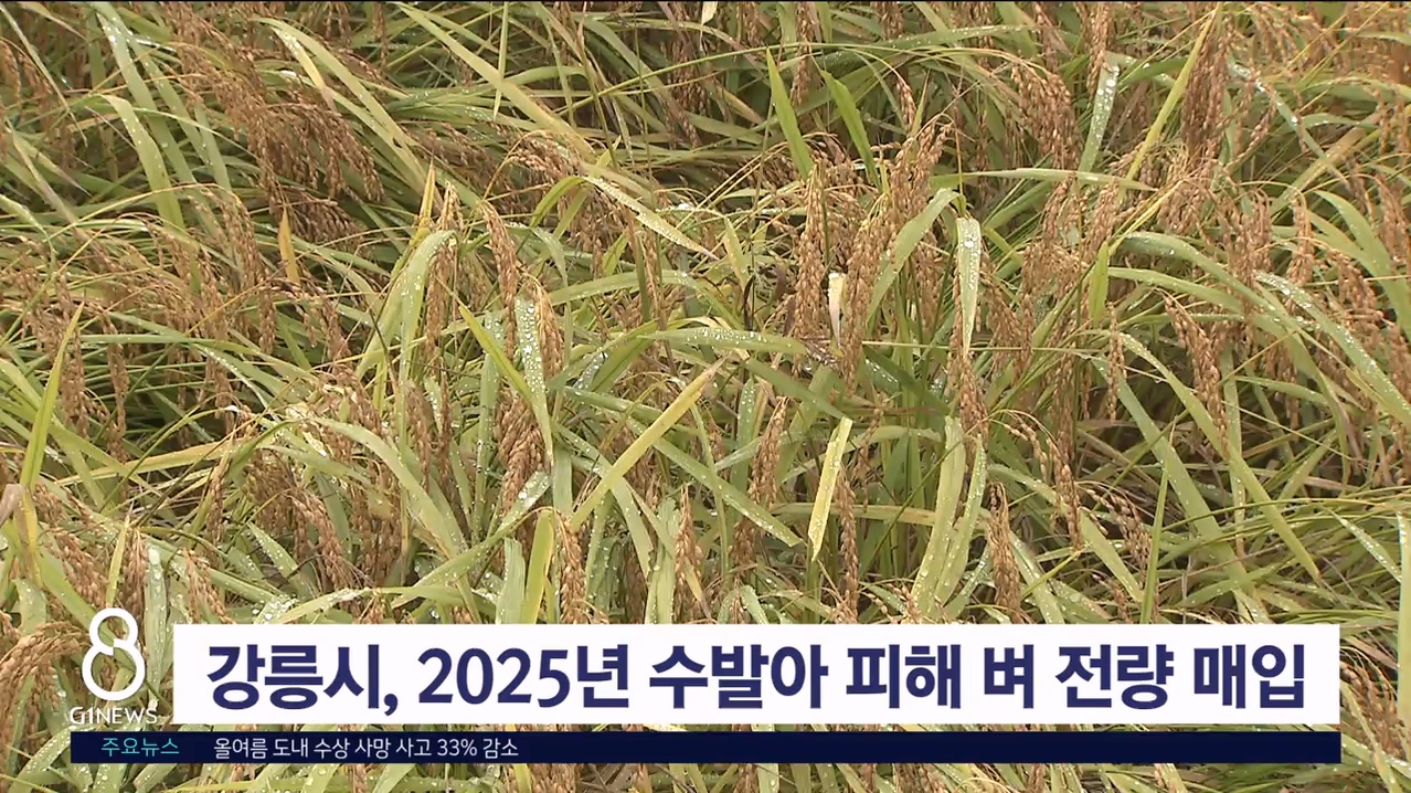 강릉시, 2025년 수발아 피해벼 전량 매입