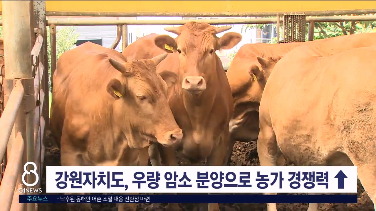 강원자치도, 우량 암소 분양으로 농가 경쟁력↑