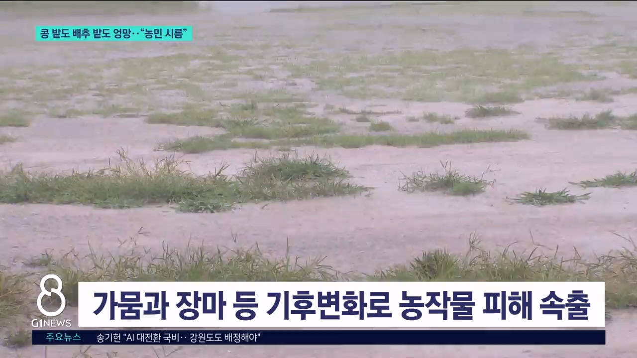 콩 밭도 배추 밭도 엉망.."농민 시름" 