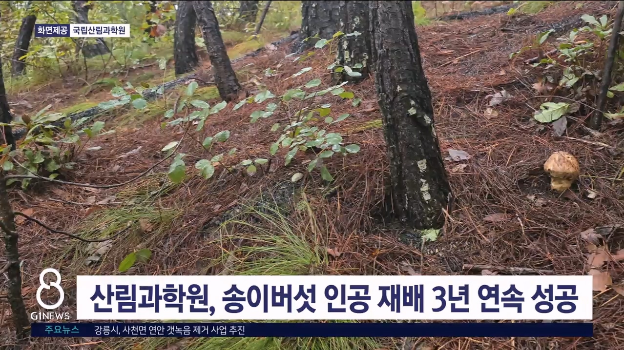 산림과학원, 송이버섯 인공 재배 3년 연속 성공