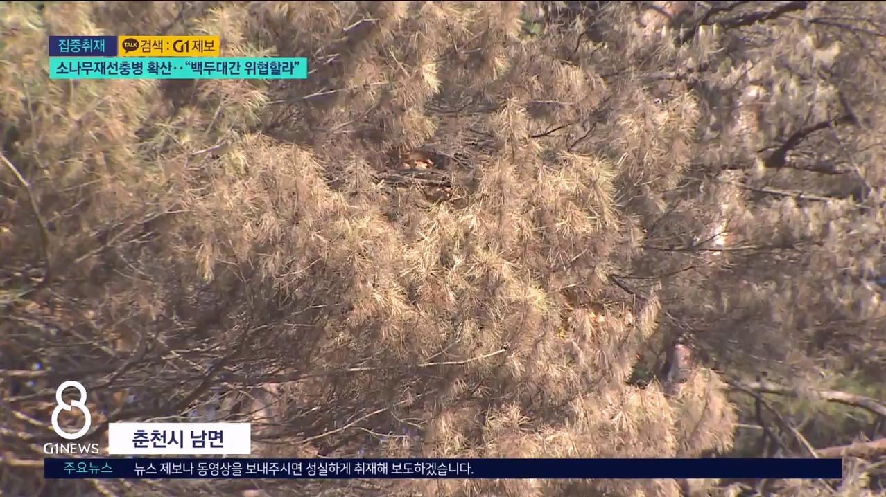 <집중.1>소나무재선충병 확산.."백두대간 위협할라" 