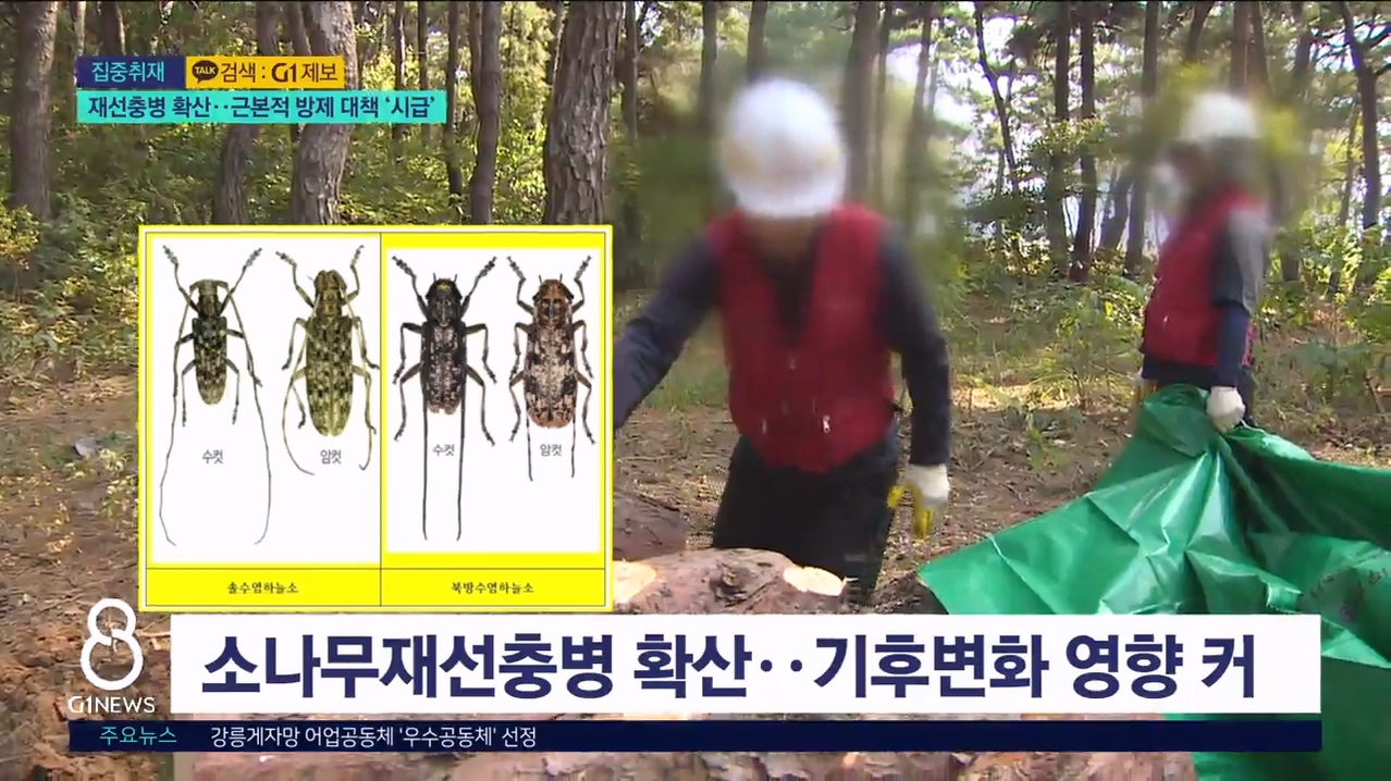 <집중.2> 재선충병 확산..근본적 방제 대책 '시급' 
