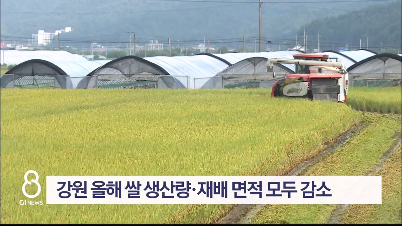 강원 올해 쌀 생산량·재배 면적 모두 감소