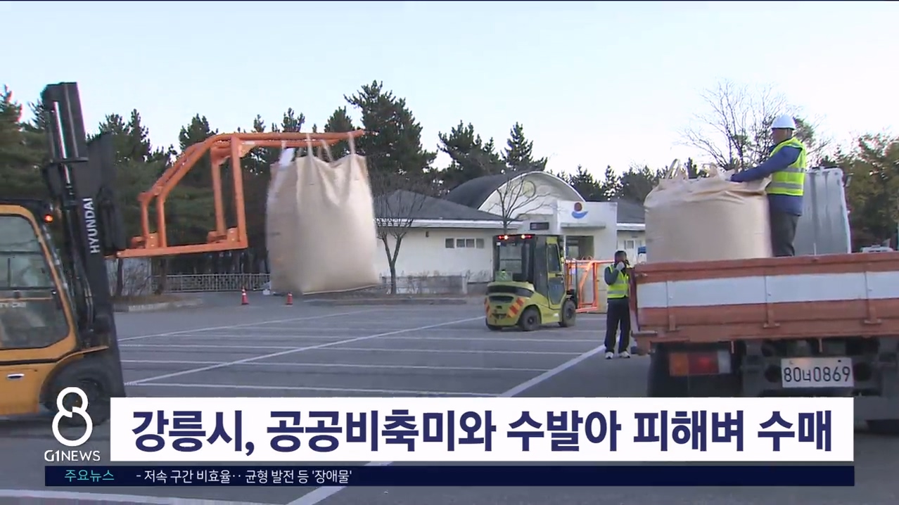 강릉시, 공공비축미-수발아 피해벼 수매