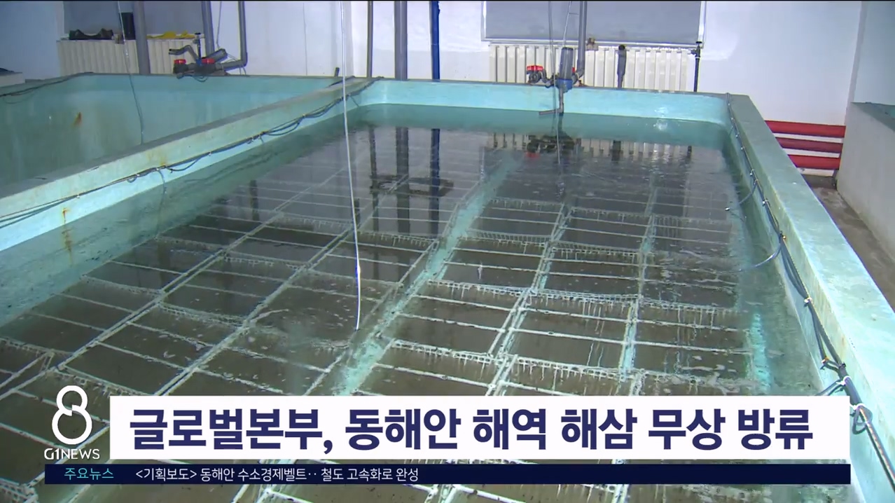 글로벌본부, 동해안 해역 해삼 무상 방류