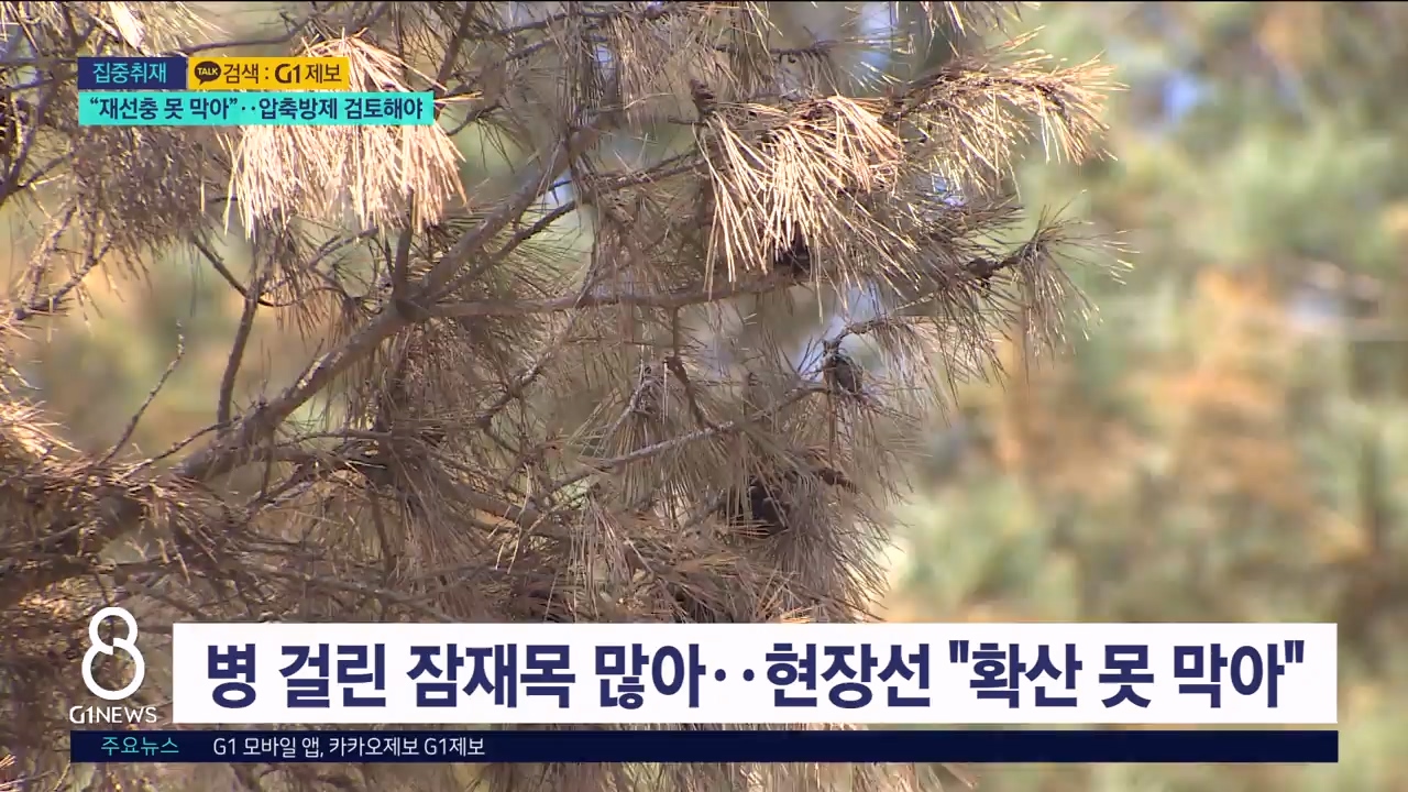 <집중.3>"재선충 못 막아"..압축방제 검토해야 