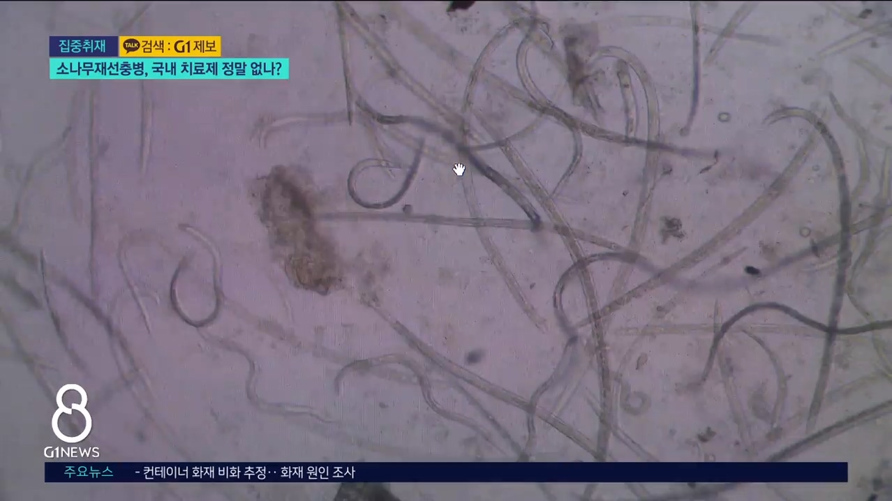 <집중.4> 소나무재선충병, 국내 치료제 정말 없나?