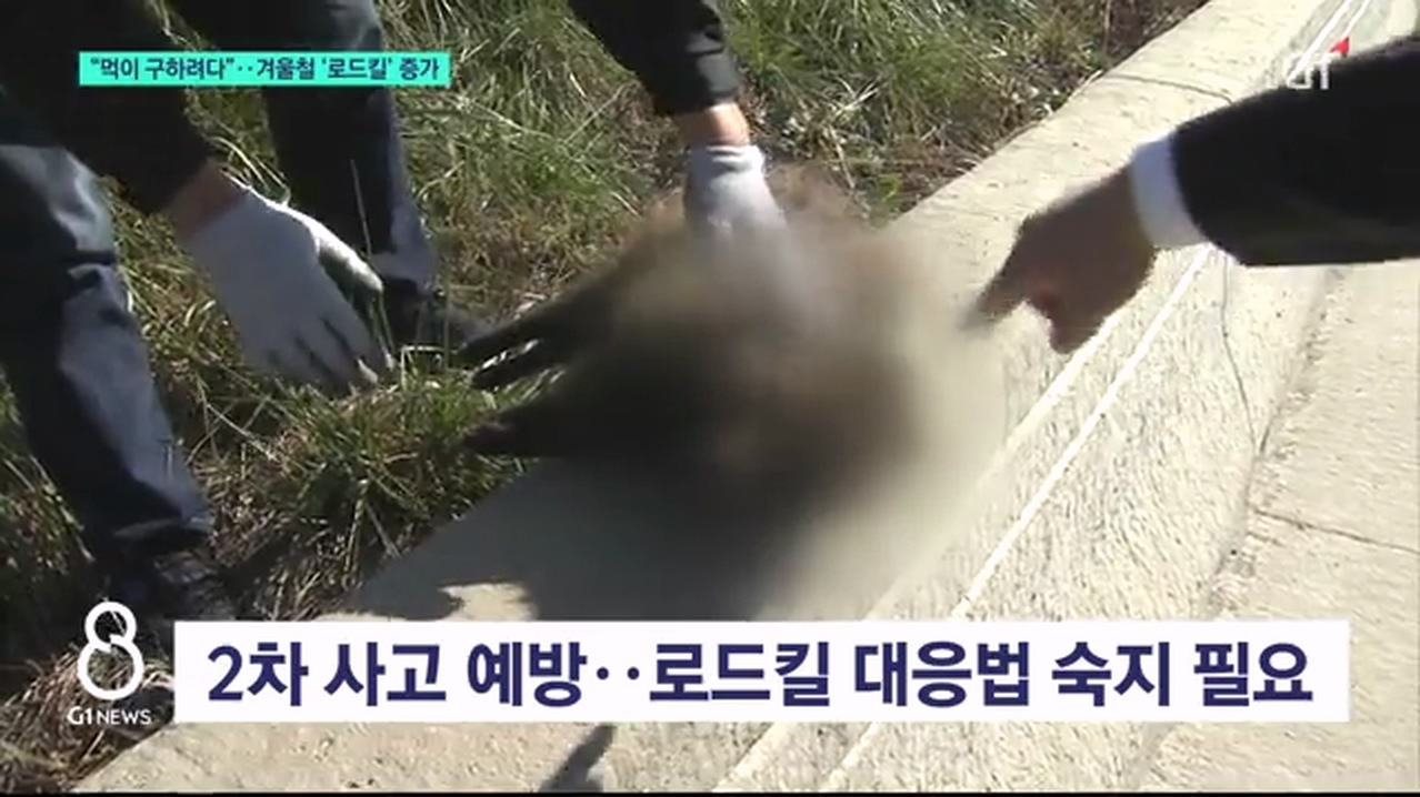 "먹이 구하려다"..겨울철 '로드킬' 증가 